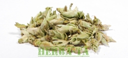 Ya Bao Wild Tea Buds