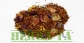 Rooibos Tropicana