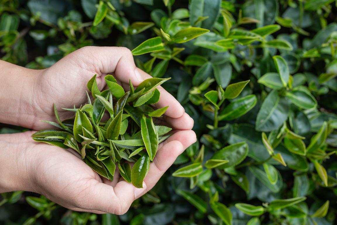 Gatunki i odmiany zielonych herbat - przewodnik
